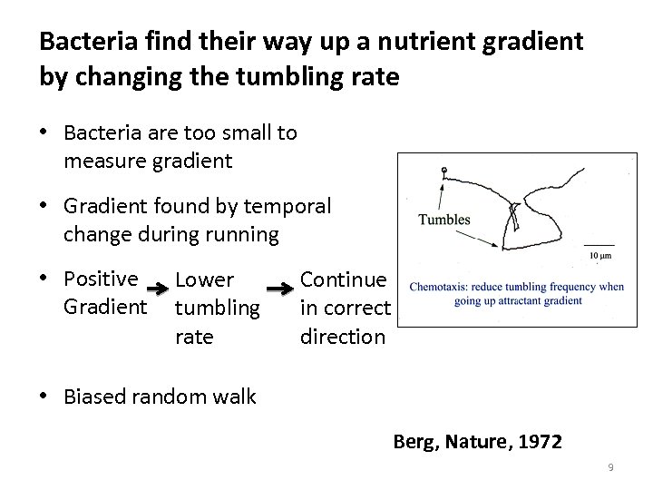 Bacteria find their way up a nutrient gradient by changing the tumbling rate •