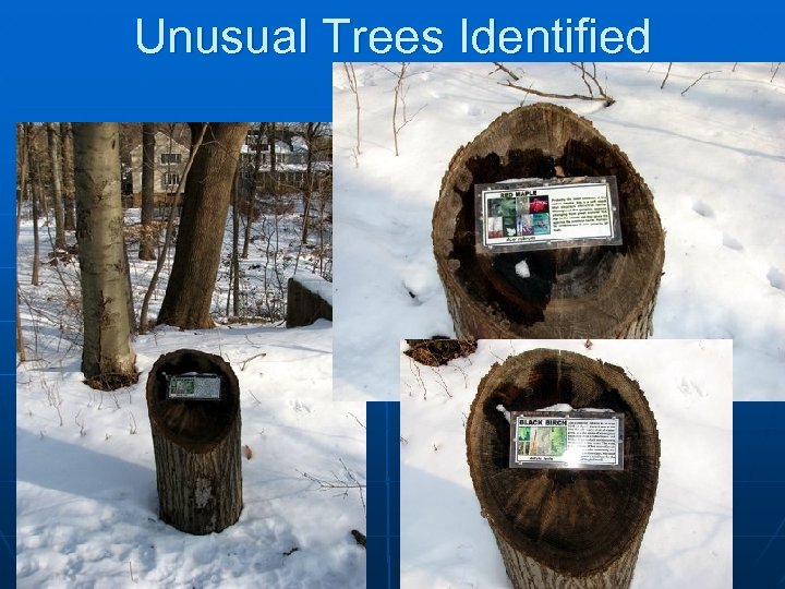 Unusual Trees Identified 