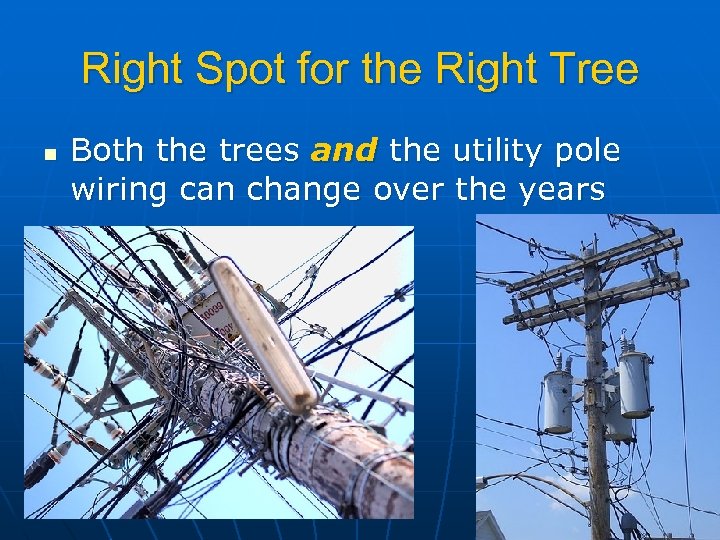 Right Spot for the Right Tree n Both the trees and the utility pole