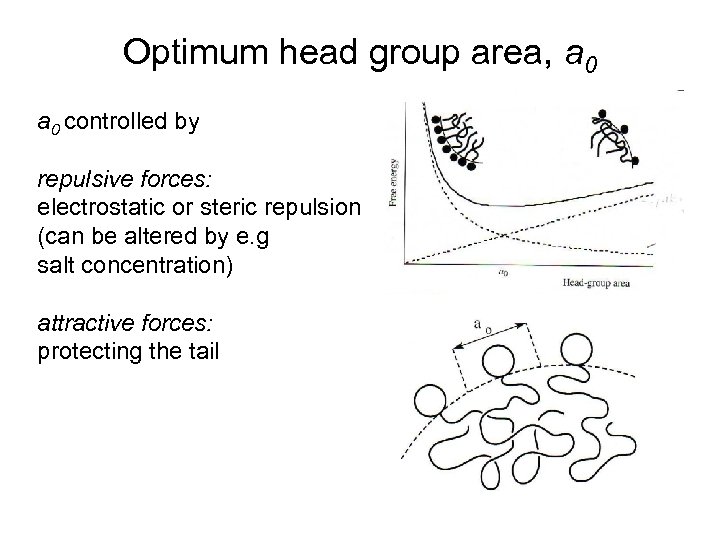 Optimum head group area, a 0 controlled by repulsive forces: electrostatic or steric repulsion