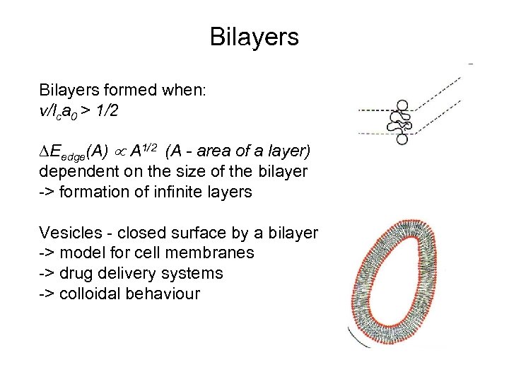 Bilayers formed when: v/lca 0 > 1/2 ∆Eedge(A) A 1/2 (A - area of