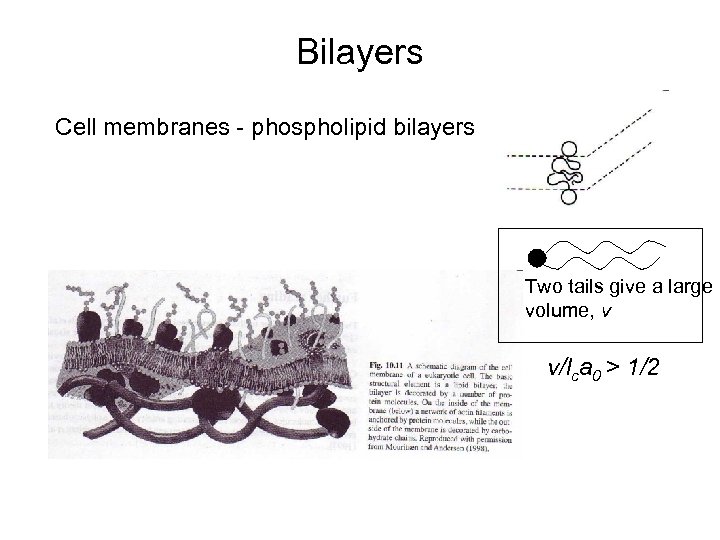 Bilayers Cell membranes - phospholipid bilayers Two tails give a large volume, v v/lca
