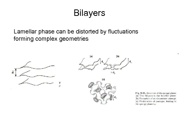 Bilayers Lamellar phase can be distorted by fluctuations forming complex geometries 