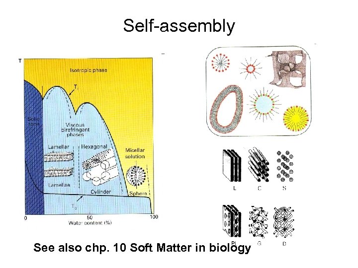 Self-assembly See also chp. 10 Soft Matter in biology 