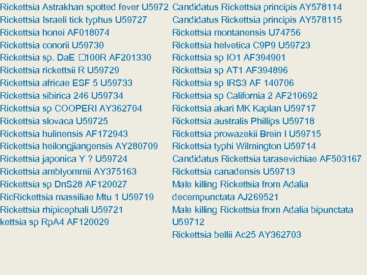 Rickettsia Astrakhan spotted fever U 5972 Rickettsia Israeli tick typhus U 59727 Rickettsia honei