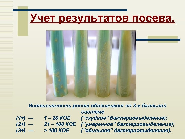 Учет результатов посева. Интенсивность роста обозначают по 3 -х балльной системе (1+) — 1