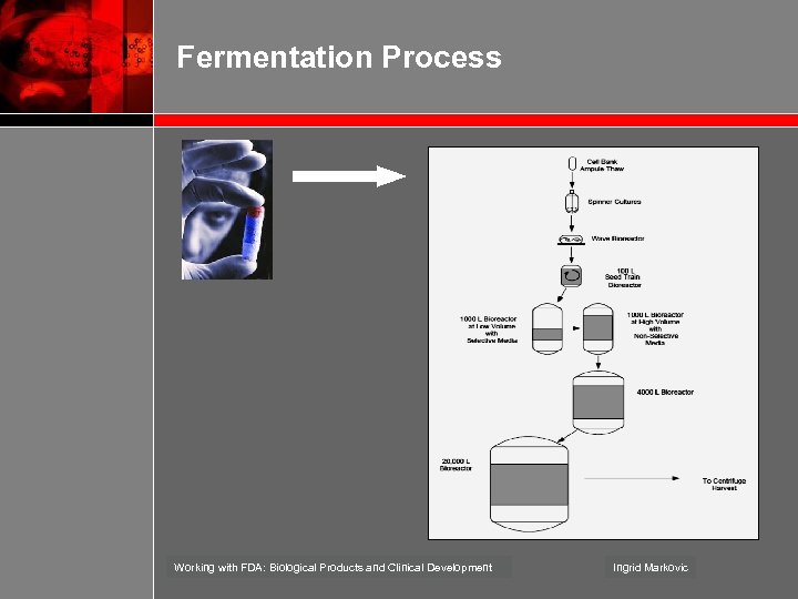 Fermentation Process Working with FDA: Biological Products and Clinical Development Ingrid Markovic 