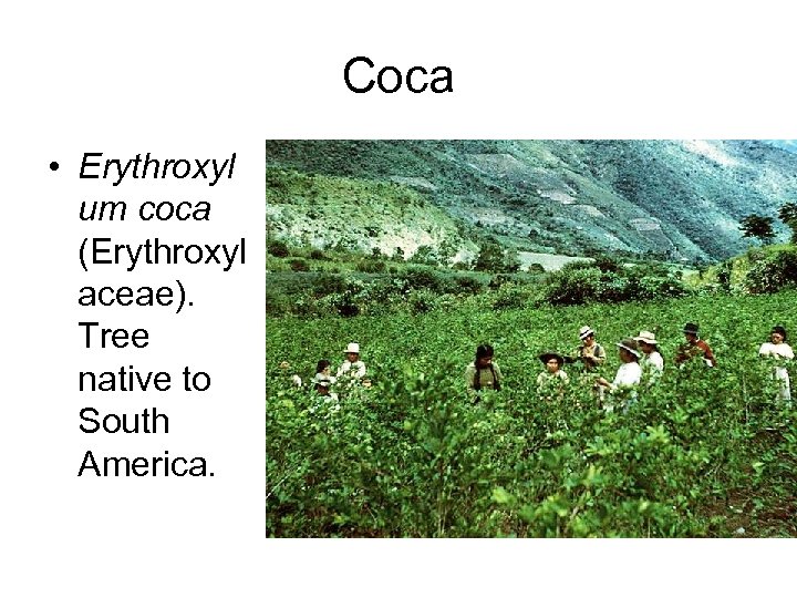 Coca • Erythroxyl um coca (Erythroxyl aceae). Tree native to South America. 