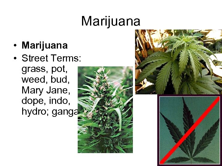 Marijuana • Street Terms: grass, pot, weed, bud, Mary Jane, dope, indo, hydro; ganga.
