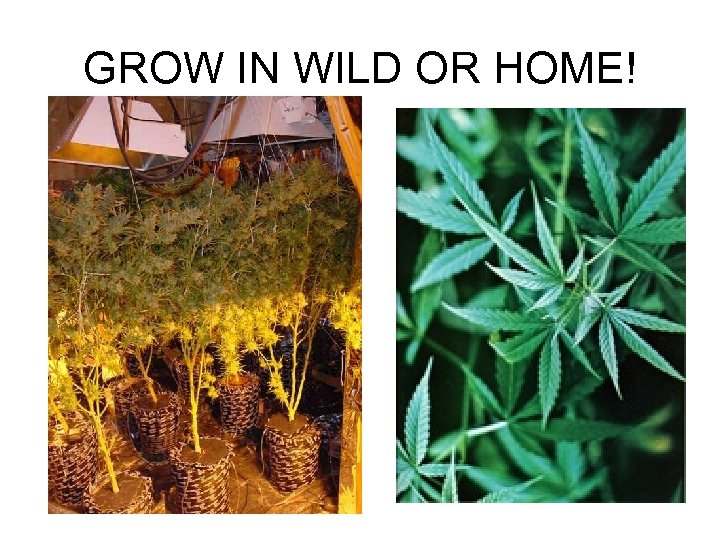 GROW IN WILD OR HOME! 