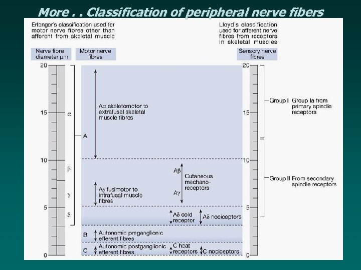 More. . Classification of peripheral nerve fibers 