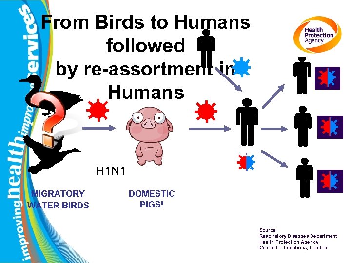 From Birds to Humans followed by re-assortment in Humans H 1 N 1 MIGRATORY