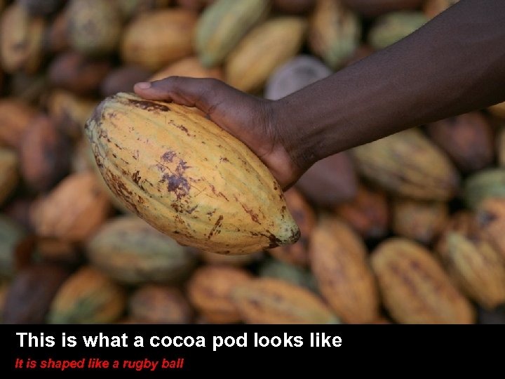 SLIDE TITLE HERE • Other stuff here This is what a cocoa pod looks