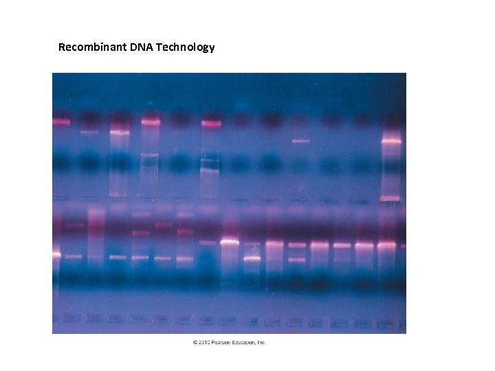 Recombinant DNA Technology 