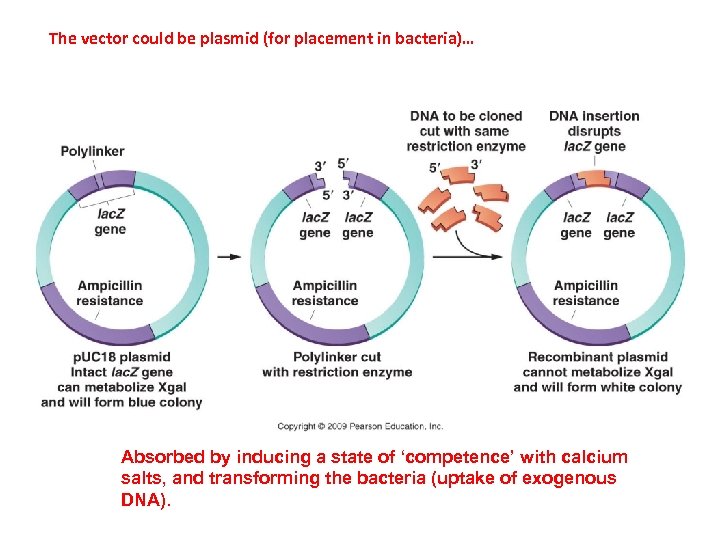 The vector could be plasmid (for placement in bacteria)… Absorbed by inducing a state