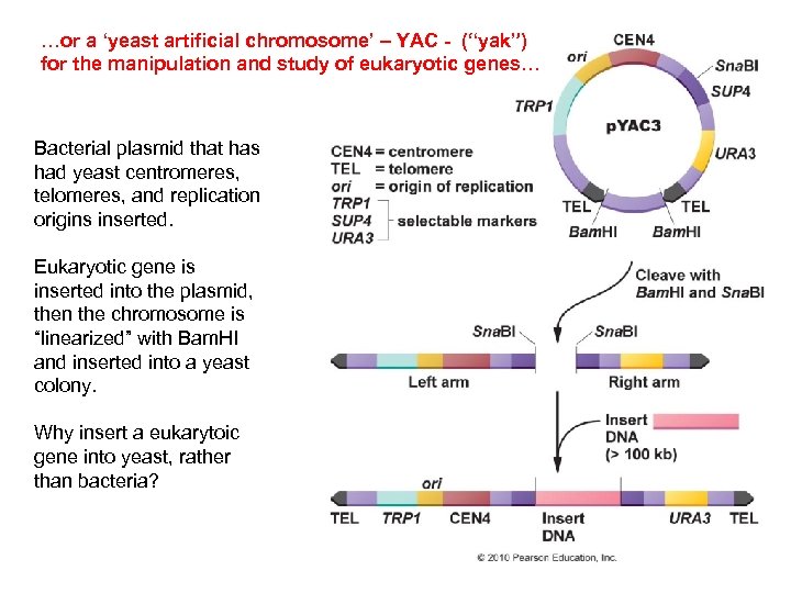 …or a ‘yeast artificial chromosome’ – YAC - (“yak”) for the manipulation and study