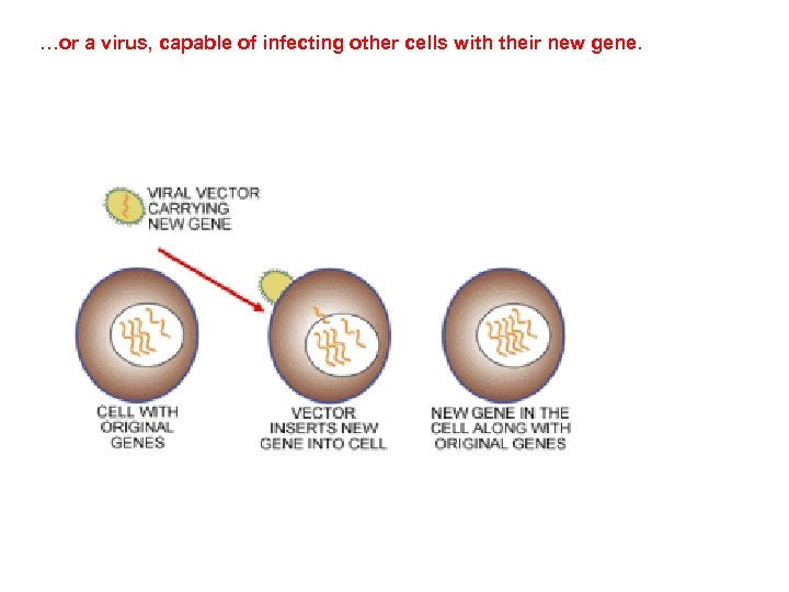 …or a virus, capable of infecting other cells with their new gene. 