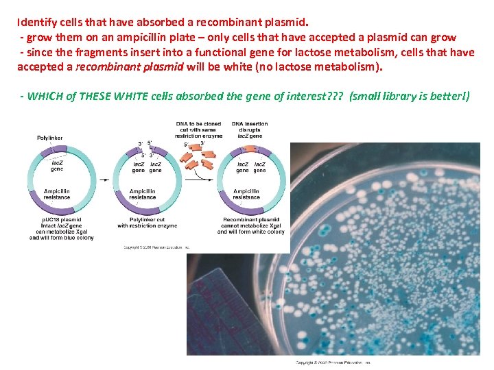 Identify cells that have absorbed a recombinant plasmid. - grow them on an ampicillin