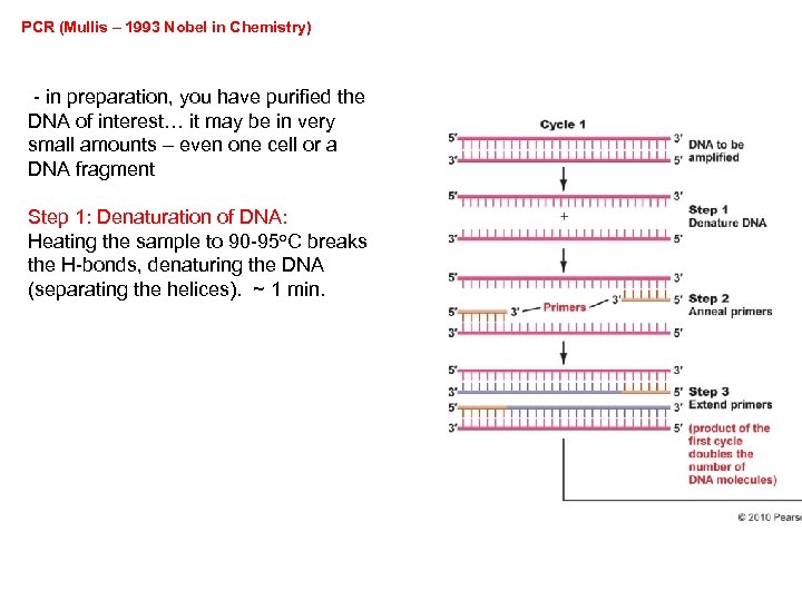 PCR (Mullis – 1993 Nobel in Chemistry) - in preparation, you have purified the