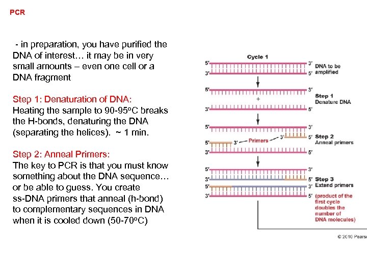 PCR - in preparation, you have purified the DNA of interest… it may be