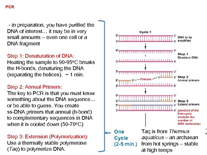 PCR - in preparation, you have purified the DNA of interest… it may be