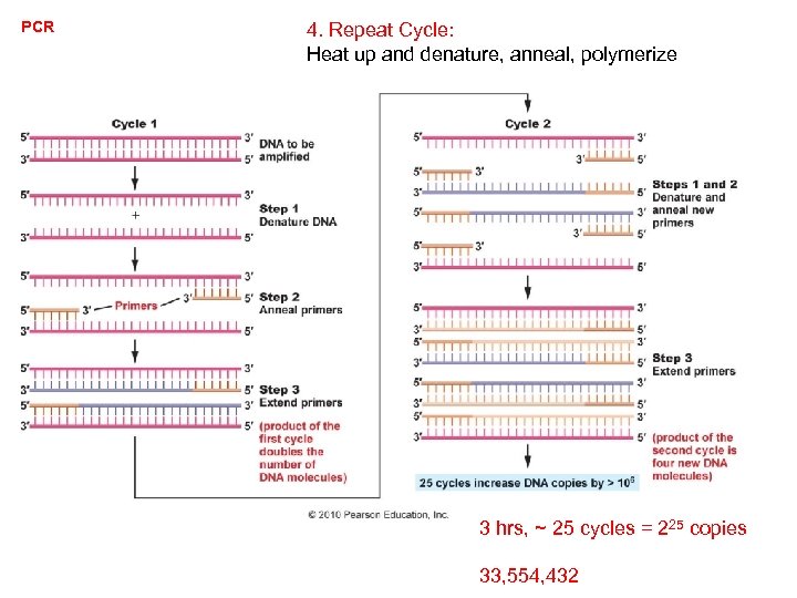 PCR 4. Repeat Cycle: Heat up and denature, anneal, polymerize 3 hrs, ~ 25