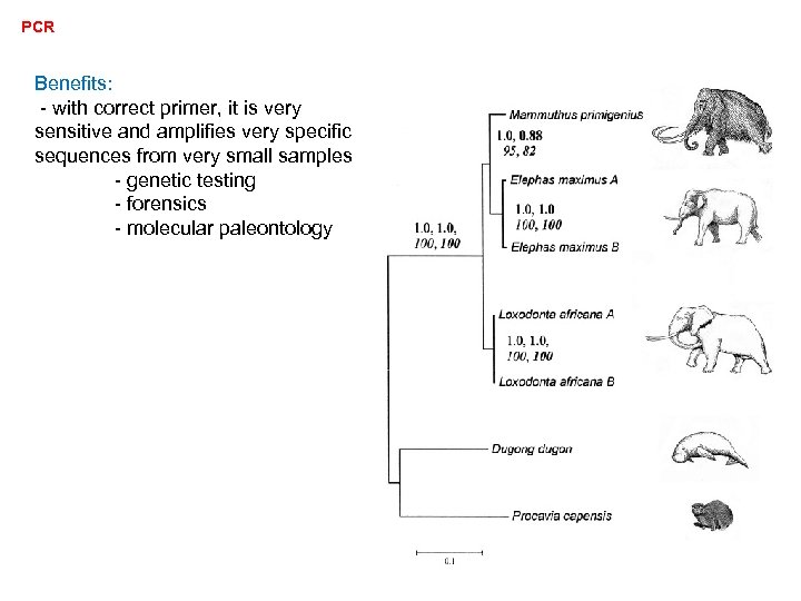 PCR Benefits: - with correct primer, it is very sensitive and amplifies very specific