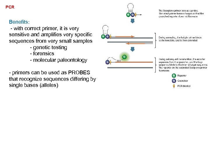 PCR Benefits: - with correct primer, it is very sensitive and amplifies very specific