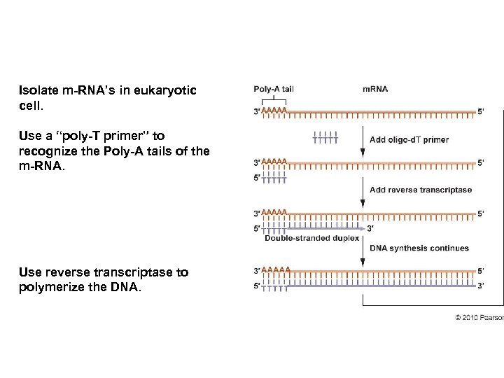 Isolate m-RNA’s in eukaryotic cell. Use a “poly-T primer” to recognize the Poly-A tails