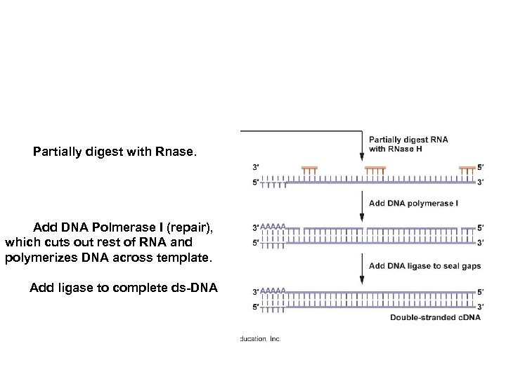 Partially digest with Rnase. Add DNA Polmerase I (repair), which cuts out rest of