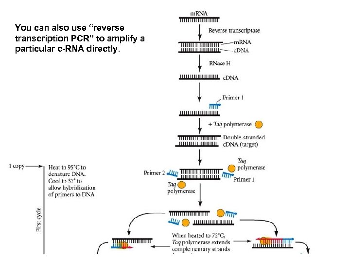 You can also use “reverse transcription PCR” to amplify a particular c-RNA directly. 