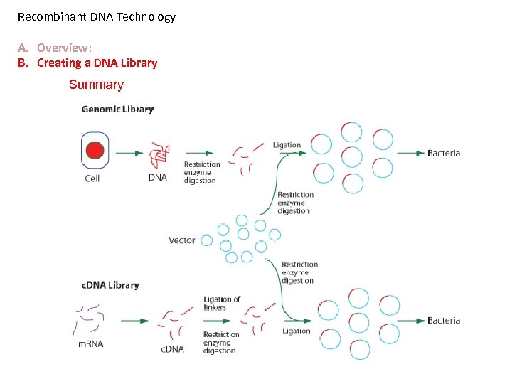 Recombinant DNA Technology A. Overview: B. Creating a DNA Library Summary 