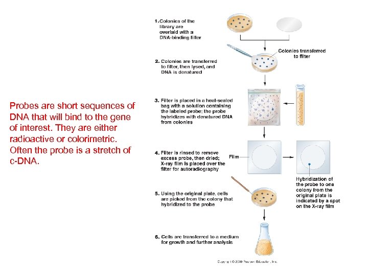 Probes are short sequences of DNA that will bind to the gene of interest.