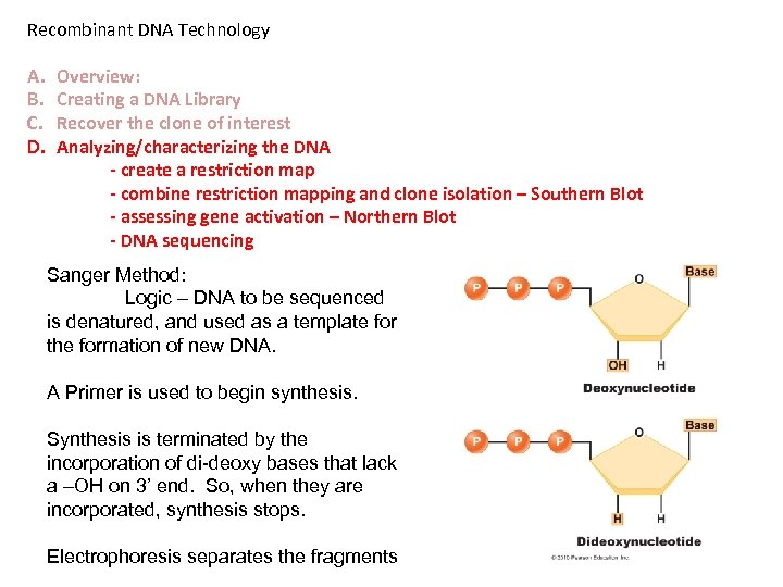 Recombinant DNA Technology A. B. C. D. Overview: Creating a DNA Library Recover the