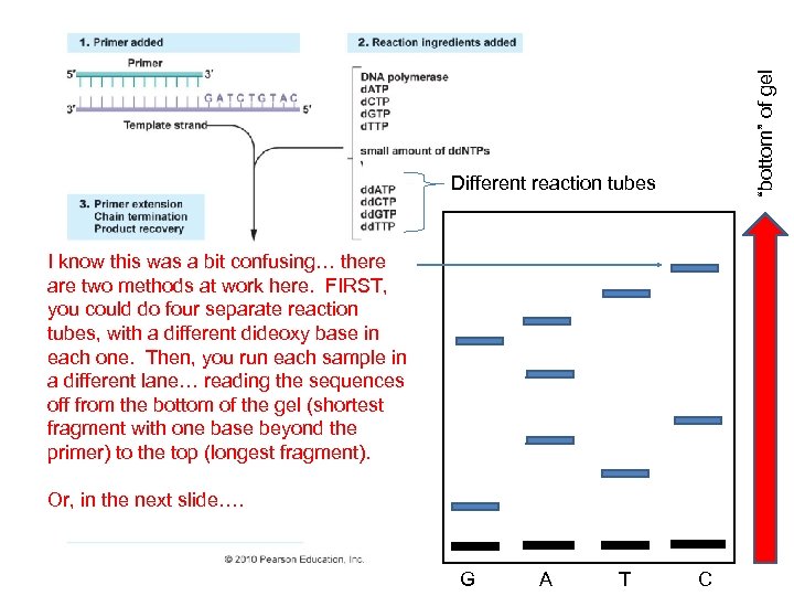 “bottom” of gel Different reaction tubes I know this was a bit confusing… there