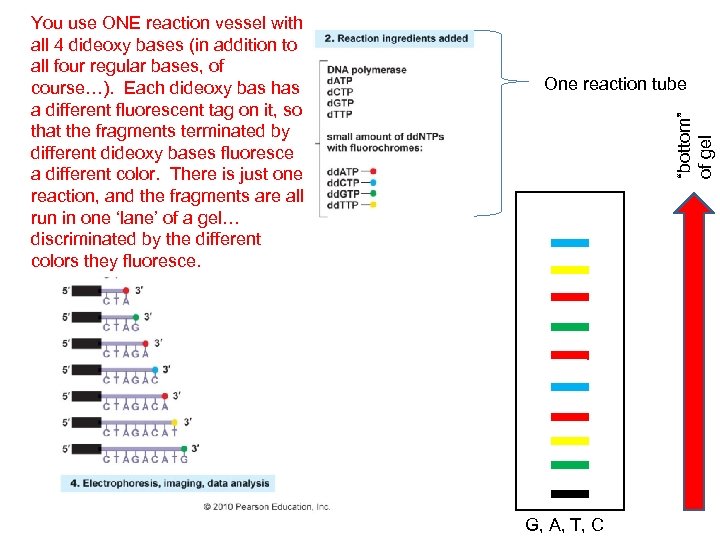 One reaction tube “bottom” of gel You use ONE reaction vessel with all 4