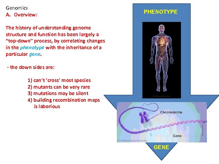 Genomics A. Overview: PHENOTYPE The history of understanding genome structure and function has been