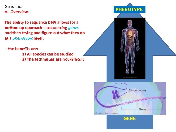 Genomics A. Overview: PHENOTYPE The ability to sequence DNA allows for a bottom up