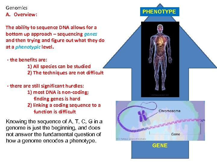 Genomics A. Overview: PHENOTYPE The ability to sequence DNA allows for a bottom up