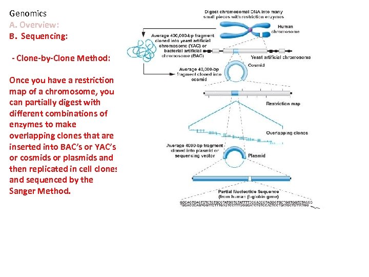 Genomics A. Overview: B. Sequencing: - Clone-by-Clone Method: Once you have a restriction map