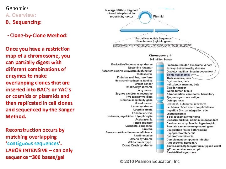 Genomics A. Overview: B. Sequencing: - Clone-by-Clone Method: Once you have a restriction map