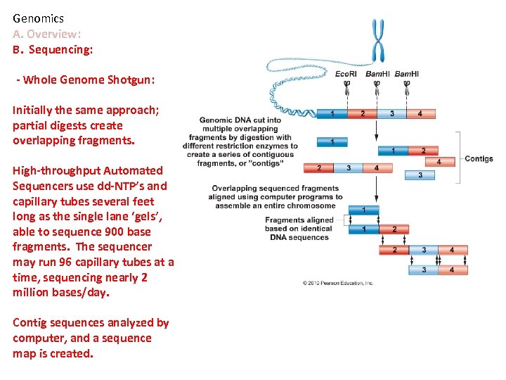 Genomics A. Overview: B. Sequencing: - Whole Genome Shotgun: Initially the same approach; partial