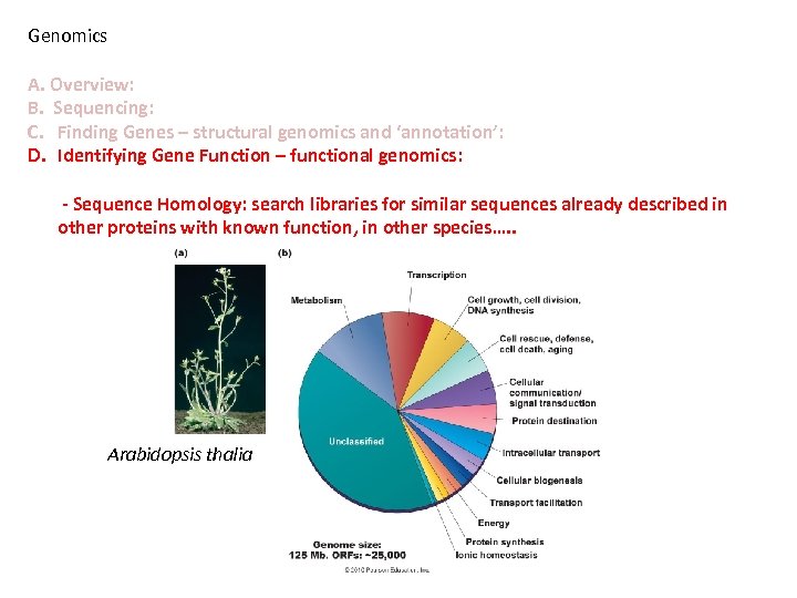 Genomics A. Overview: B. Sequencing: C. Finding Genes – structural genomics and ‘annotation’: D.