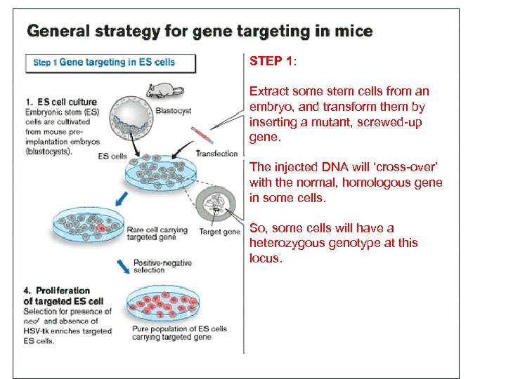 STEP 1: Extract some stem cells from an embryo, and transform them by inserting