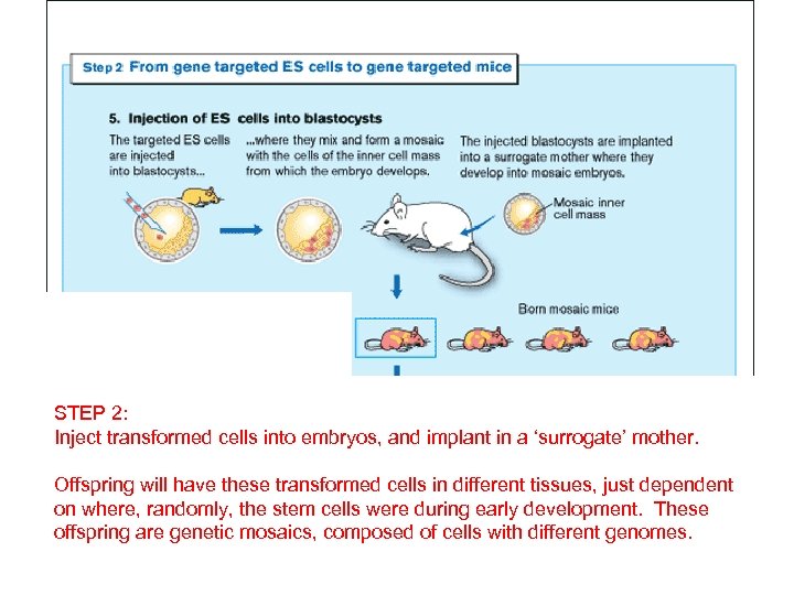 STEP 2: Inject transformed cells into embryos, and implant in a ‘surrogate’ mother. Offspring