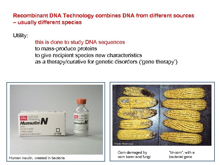 Recombinant DNA Technology combines DNA from different sources – usually different species Utility: this