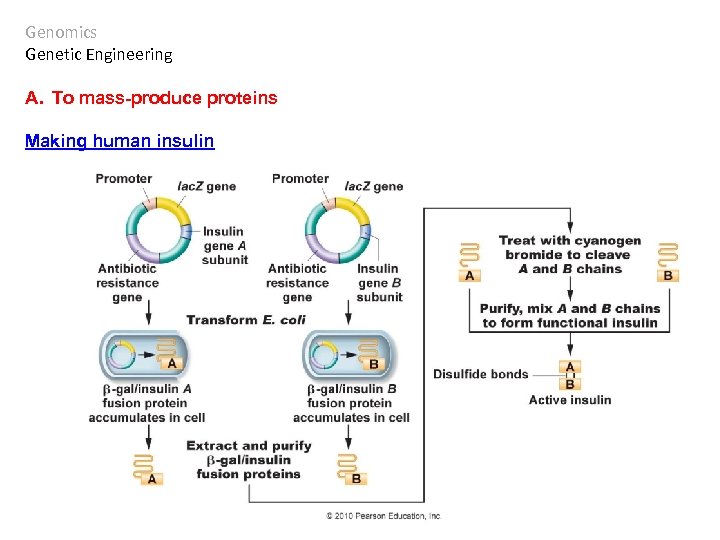 Genomics Genetic Engineering A. To mass-produce proteins Making human insulin 