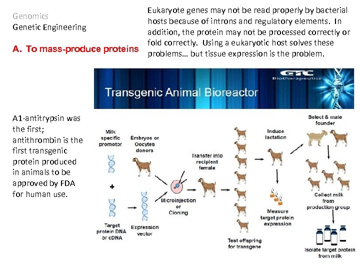 Eukaryote genes may not be read properly by bacterial hosts because of introns and