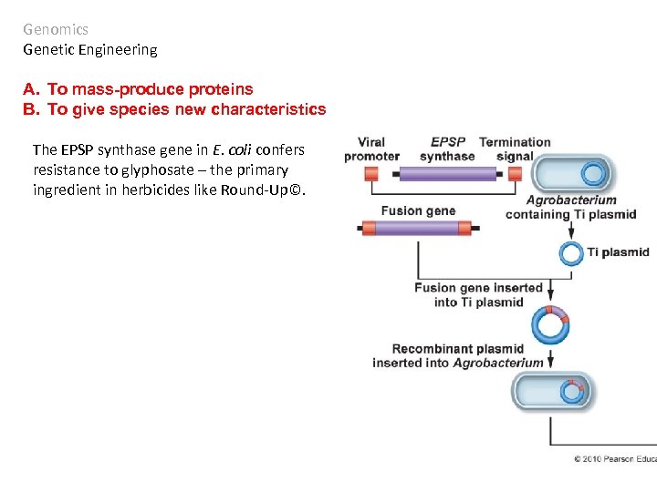 Genomics Genetic Engineering A. To mass-produce proteins B. To give species new characteristics The