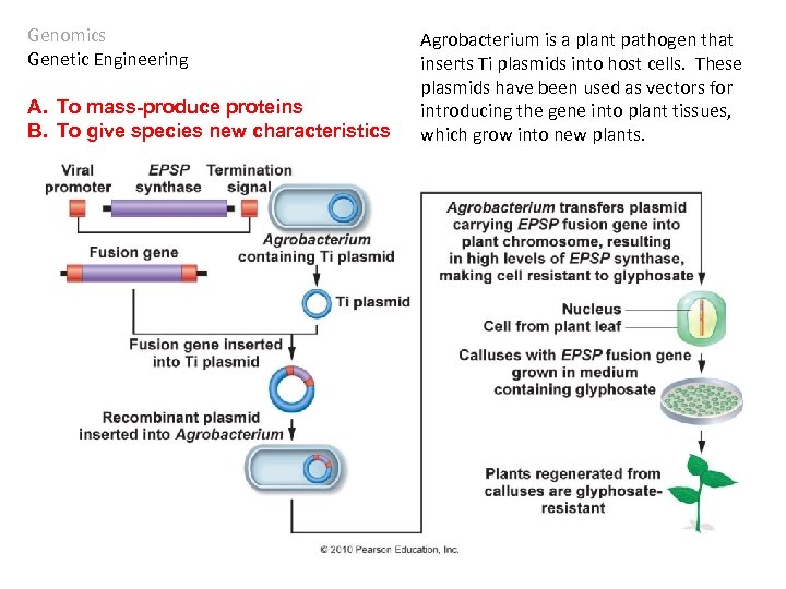 Genomics Genetic Engineering A. To mass-produce proteins B. To give species new characteristics Agrobacterium